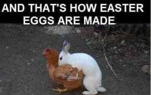 how-easter-eggs-are-made-bunny-humping-chicken-chocolate-funny-311x195.jpg
